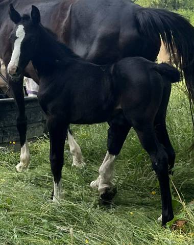 Pouliche SF excalibur dl tour vidal x eyken des fonteni