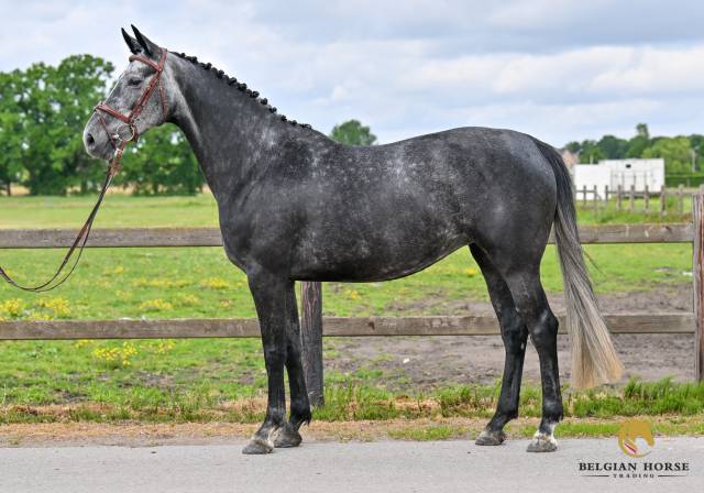 6 ans | Z | Leandro VG x Coltaire Z | pleine