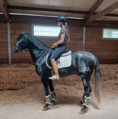 YEMEN : Un jeune cheval prometteur, facile à former.
