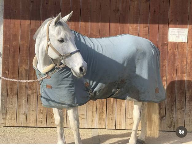 Cheval 