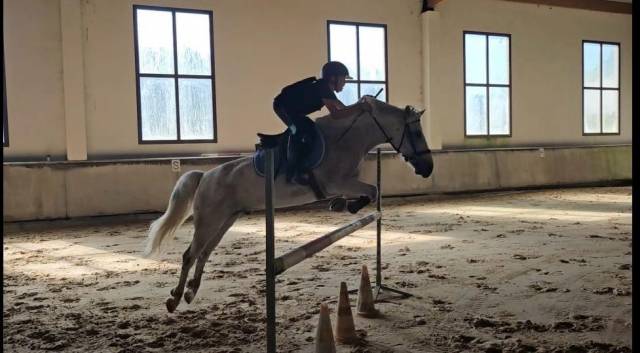 CONNEMARA  140 CM 14 ans Assurance Vie