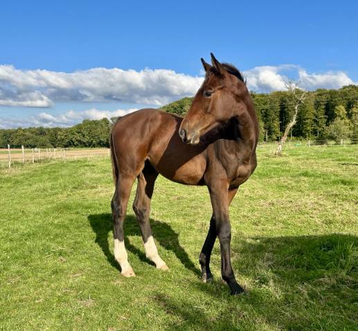 M&acirc;le par Dollar du Rouet x Dollar du M&ucirc;rier 