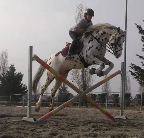 Hongre Knabstrupper A vendre 2015 Léopard