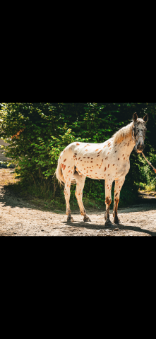 Cheval de sport AES