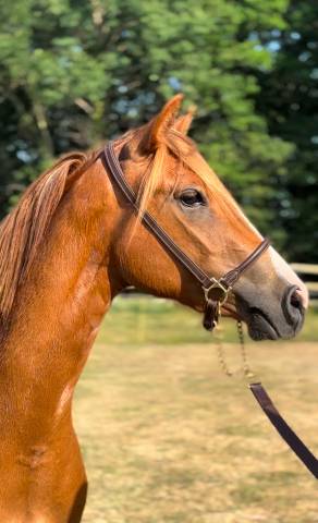 Ponette PFS  - gestante étalon DRP