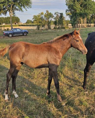 POULICHE 2025 TOP PEDIGREE