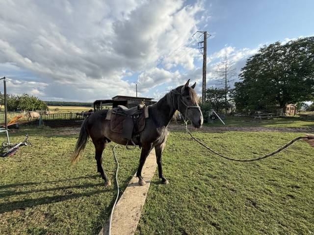 Cheval. Barbe oc
