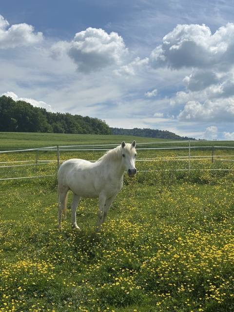 Cheval Camargue 