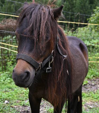 Poney Shetland- 2 ans- sociable 