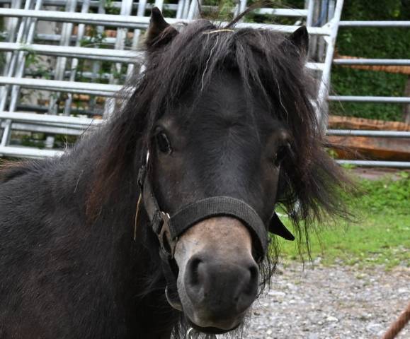Poney Shetland,  bai pangaré, 3 ans 980.-