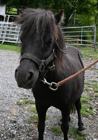 Jument shetland à vendre en couple 1500.- 
