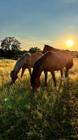 Pension pr&eacute;/retraite/ reproduction /insemination Allier