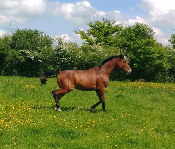 SELLE FRANÇAIS ORIGINEL