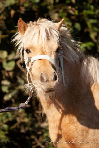Ponette Shetland Miniature robe Palomino