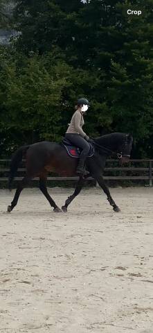 Recherche quart de pension pour cheval polyvalent 