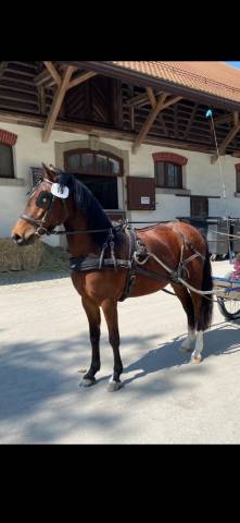 Jument de sport à vendre