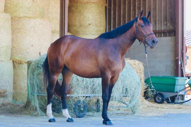 Jument de sport - 3 ans 