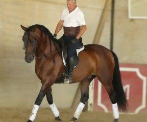 Un compagnon exceptionnel, pour la dressage