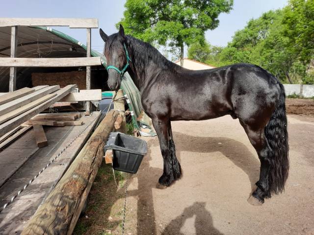 Cheval 
