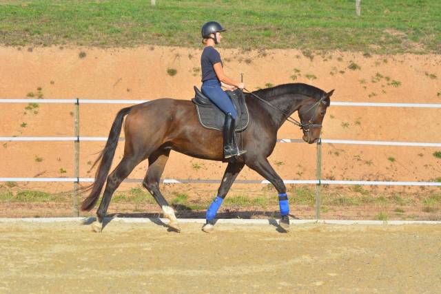 KWPN 7 ans loisirs
