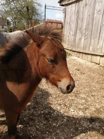 Poney OC