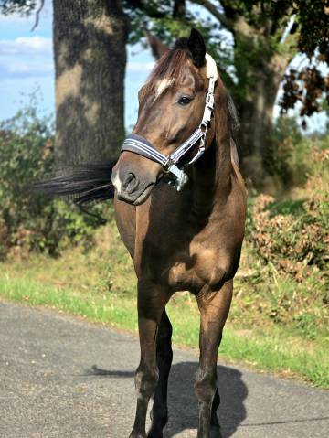 Cheval tendre pour randonnée 