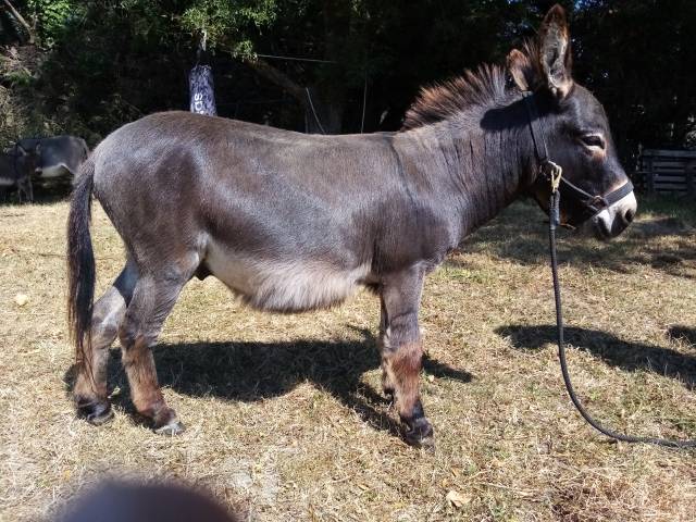 Âne miniature entier 