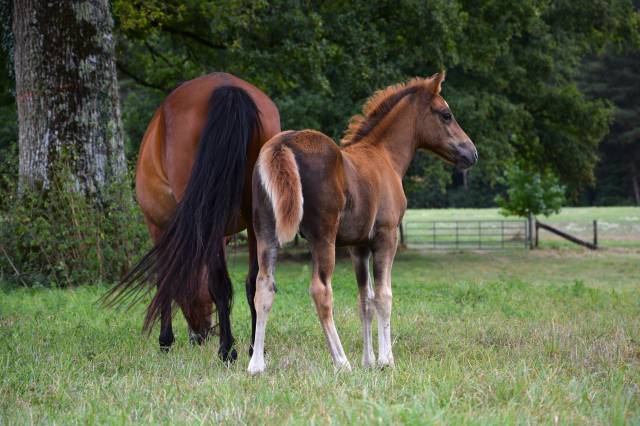 Foal mâle NF pour sport et/ou repro