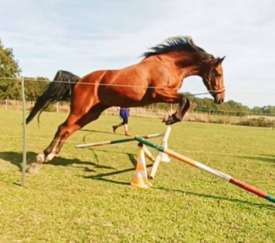 Jolie jument Poney Français de Selle, 7 ans