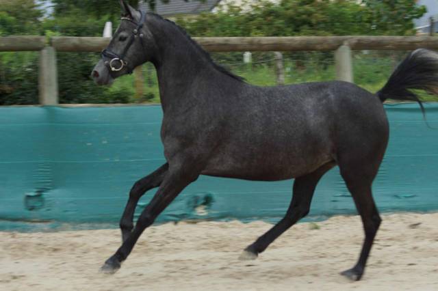 Ponette WPB RM most beautiful Boy 2022