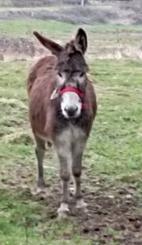 A adopter ânesse 4ans