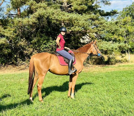 Magnifique hongre de 6 ans - Top G4