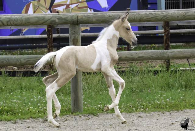 Superbe mâle Welsh Part Bred pie isabelle 2025