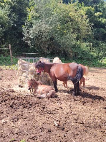 Pouliniere pleine type shetland 