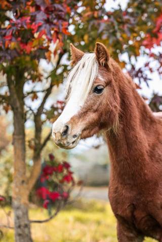 KITKAT - Welsh 1m15 - 5ans