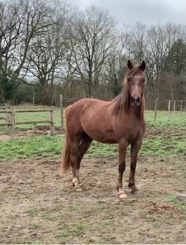 Hongre demi-sang arabe