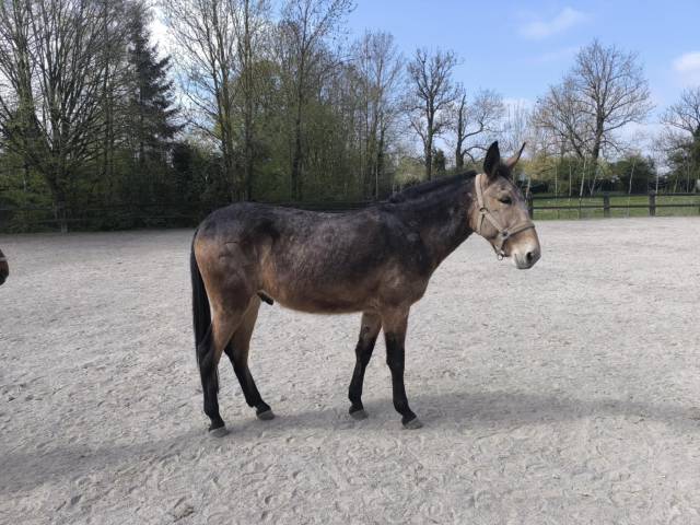 Mule à vendre 