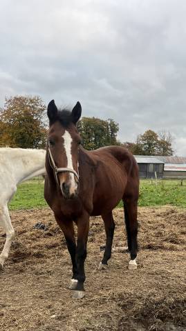 Juments idéal pour l’elevage!