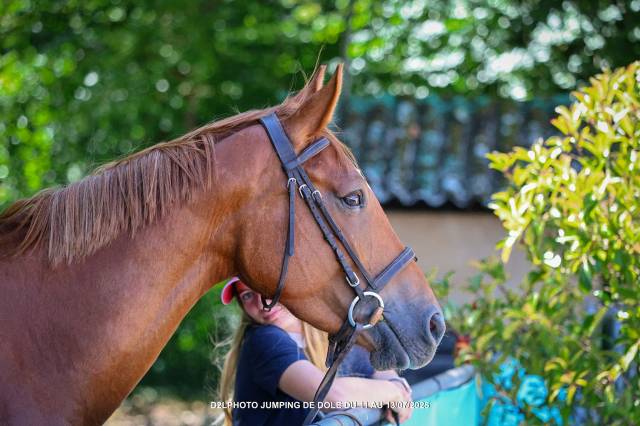 Jument de 4 ans qualifiée pour fontainebleau en cso
