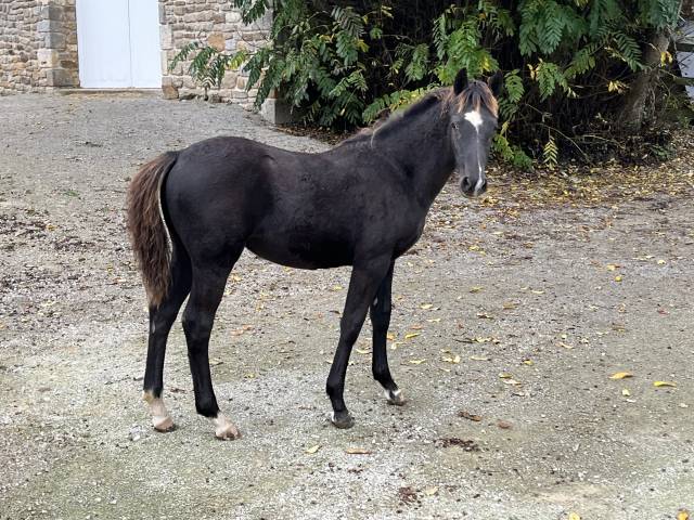foal femelle top génétique