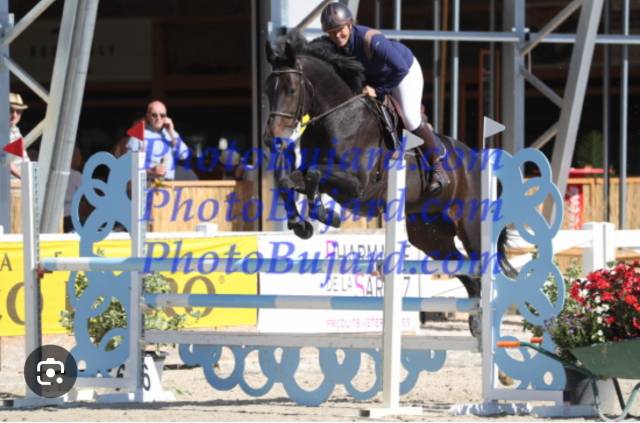 À vendre – Jument de concours, 12 ans