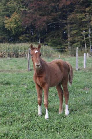 Pouliche 2025 Narcos ll x Voltaire 