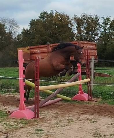 PONETTE CONNEMARA  PART BRED 6 ANS - 145 CMS