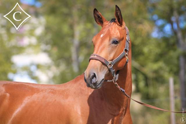 HONGRE PSL 4 ans et demi