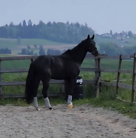 cheval de sport belge dressage 11 ans 