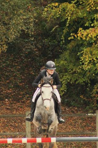 Hongre d pour CSO et cce