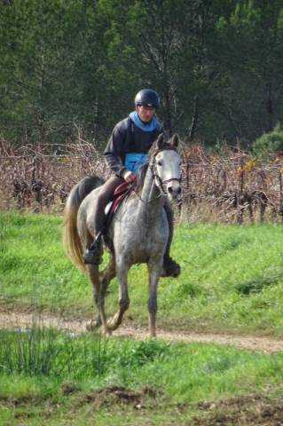 vente cheval endurance