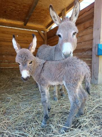 &Acirc;nes Sardes miniatures