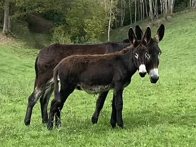 &Agrave; vendre &Acirc;non des Pyr&eacute;n&eacute;es 