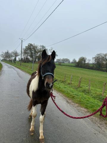 Poney 2 ans en 2026 sera b 